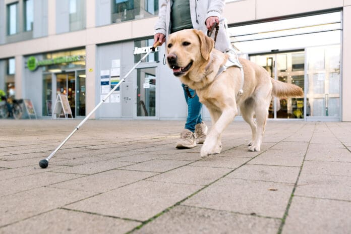 Service dogs come in many different types and can help with multiple conditions.