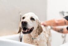 You can use human shampoo on a dog. Dish soap is also an option.