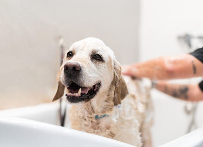 You can use human shampoo on a dog. Dish soap is also an option.