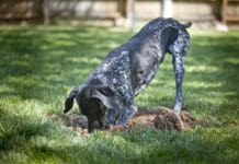 Dogs dig for a variety of reasons, instincts, stress, or just because they enjoy it.