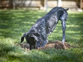 Dogs dig for a variety of reasons, instincts, stress, or just because they enjoy it.