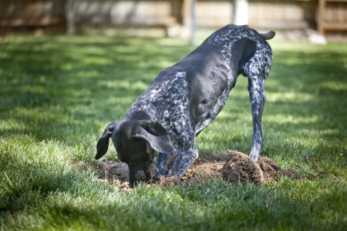 Dogs dig for a variety of reasons, instincts, stress, or just because they enjoy it.