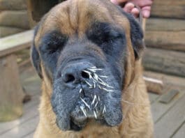 Getting porcupine quills out of a dog is important to prevent infection.