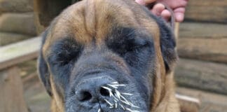 Getting porcupine quills out of a dog is important to prevent infection.