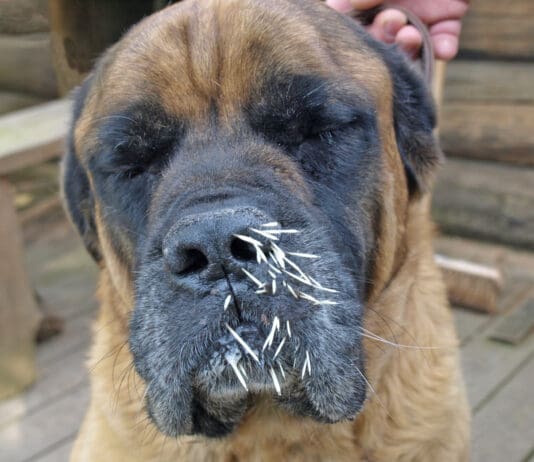 Getting porcupine quills out of a dog is important to prevent infection.