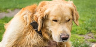 Natural flea repellent can avert many of the issues that occur when your dog has fleas.