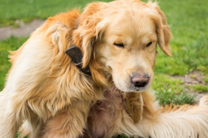 Natural flea repellent can avert many of the issues that occur when your dog has fleas.