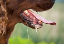 When your dog is drooling a lot it can be for behavioral, structural, or medical reasons.