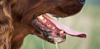 When your dog is drooling a lot it can be for behavioral, structural, or medical reasons.