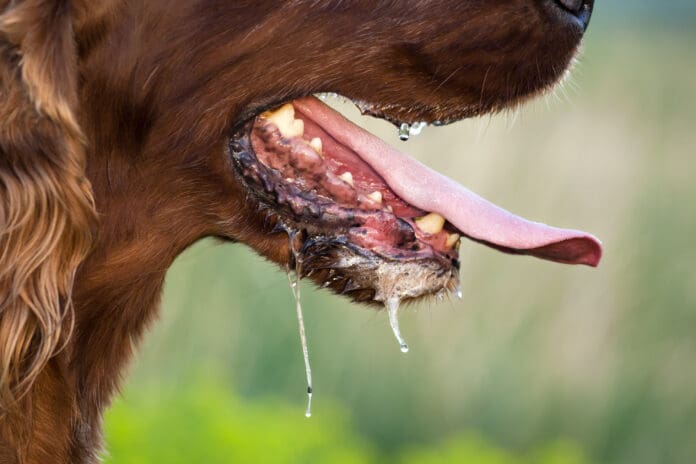 When your dog is drooling a lot it can be for behavioral, structural, or medical reasons.