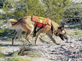 The flehmen response in dogs is a reaction to new or unique smells.