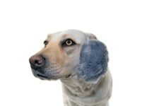 Dog ear muffs protect against more than cold weather. They also