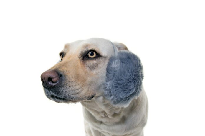 Dog ear muffs protect against more than cold weather. They also