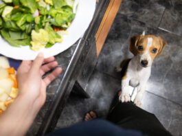 Puppy begging is adorable, but it is a problem behavior.