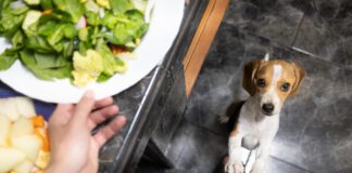 Puppy begging is adorable, but it is a problem behavior.