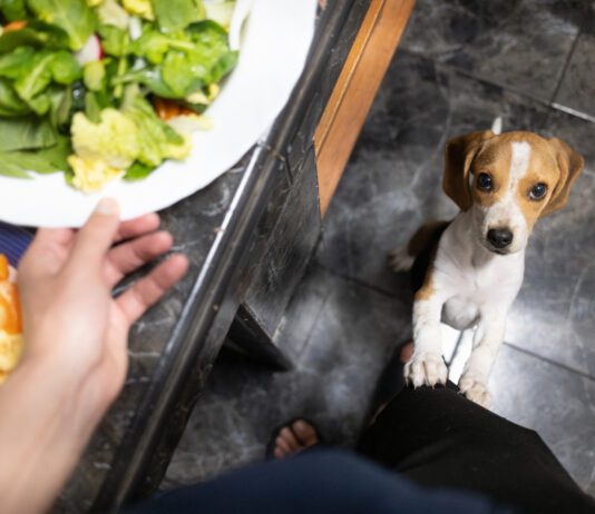 Puppy begging is adorable, but it is a problem behavior.