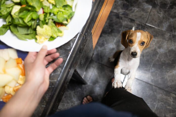 Puppy begging is adorable, but it is a problem behavior.