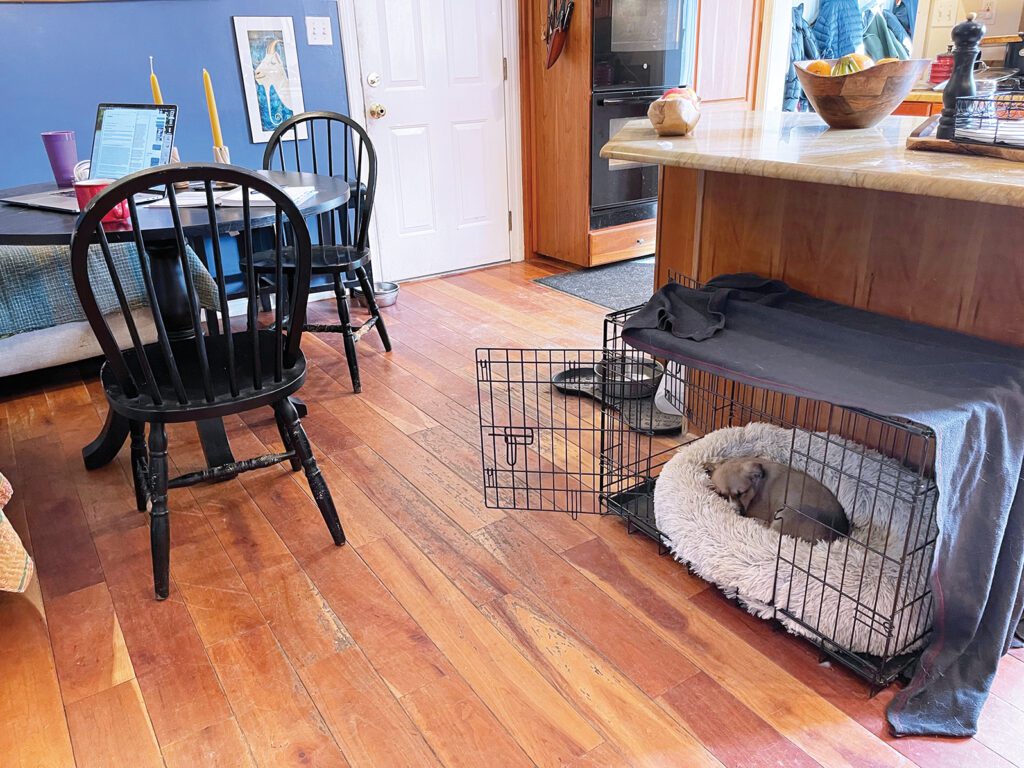 A dog crate for a puppy set up in a family dining room.