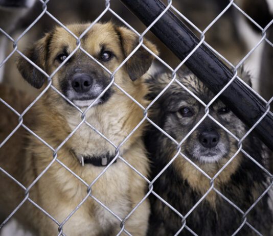 Adopting a dog is a big decision, and it can't be made out of guilt or shame.