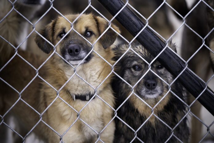 Adopting a dog is a big decision, and it can't be made out of guilt or shame.