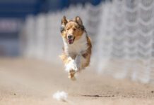 Coursing is a sport that lets dogs who like to run show what they can do.