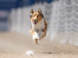 Coursing is a sport that lets dogs who like to run show what they can do.