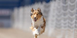 Coursing is a sport that lets dogs who like to run show what they can do.