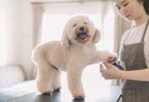 Dog sedation for grooming is an option for dogs that find it stressful or taumatic.