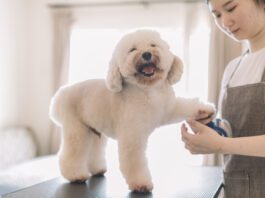 Dog sedation for grooming is an option for dogs that find it stressful or taumatic.