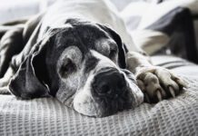 Senior dogs may need soft food not only for ease of chewing, but for ease of digestion.