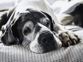 Senior dogs may need soft food not only for ease of chewing, but for ease of digestion.