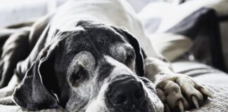 Senior dogs may need soft food not only for ease of chewing, but for ease of digestion.