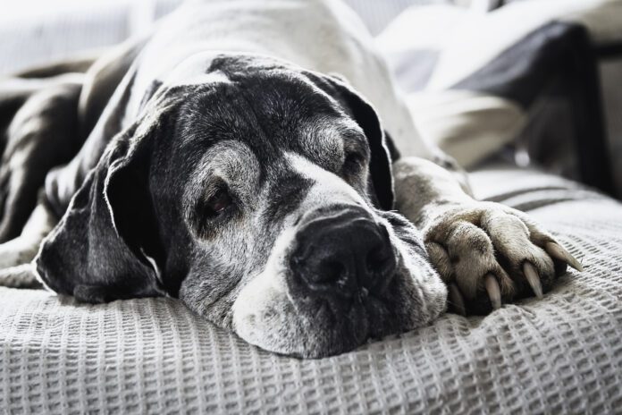 Senior dogs may need soft food not only for ease of chewing, but for ease of digestion.