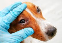 It can be tough to discern dog eye allergies vs infections, and time is not on your side.