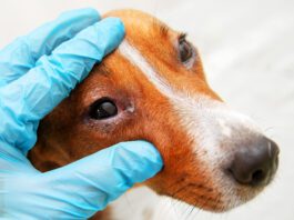 It can be tough to discern dog eye allergies vs infections, and time is not on your side.