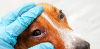 It can be tough to discern dog eye allergies vs infections, and time is not on your side.