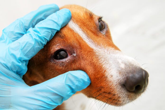 It can be tough to discern dog eye allergies vs infections, and time is not on your side.