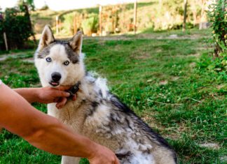 Why is your dog shedding so much? It might be the season, or it might be age.