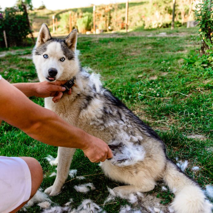 Why is your dog shedding so much? It might be the season, or it might be age.