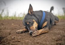 Unhealthy dog paws can cause excessive licking as well as a variety of other problems.