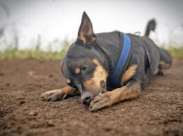 Unhealthy dog paws can cause excessive licking as well as a variety of other problems.