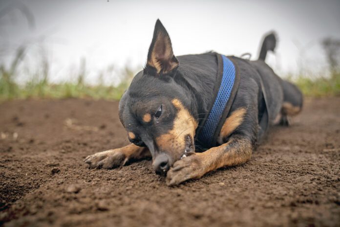 Unhealthy dog paws can cause excessive licking as well as a variety of other problems.