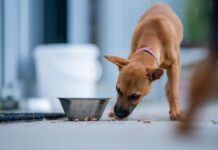 Dogs may take their food to different places in before they eat it.