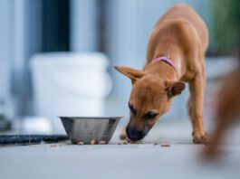 Dogs may take their food to different places in before they eat it.