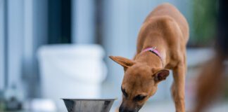 Dogs may take their food to different places in before they eat it.