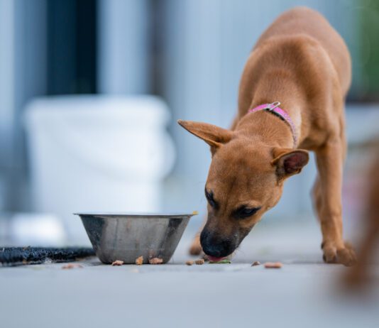 Dogs may take their food to different places in before they eat it.