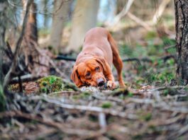 Dogs can get food poisoning from consuming an animal they find dead, or by eating unsafe or harmful foods.