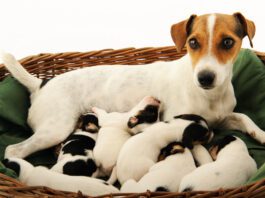 Mastitis in dogs is a an inflammation of the mammary glands that needs veterinary attention.