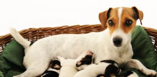 Mastitis in dogs is a an inflammation of the mammary glands that needs veterinary attention.