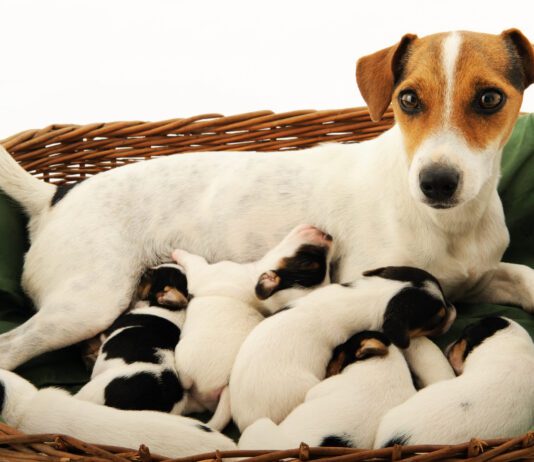Mastitis in dogs is a an inflammation of the mammary glands that needs veterinary attention.